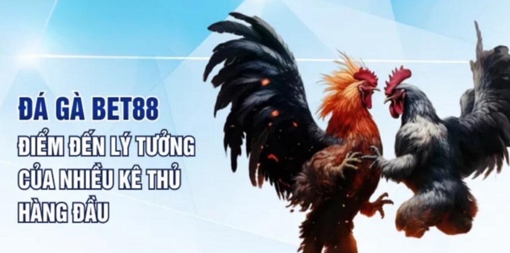 Sơ lược về đá gà Bet88 